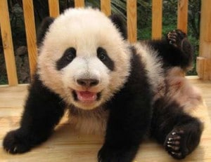 cute chengdu panda cub chengdu panda breeding funny
