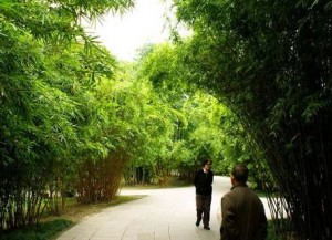 chengdu_wangjiang_park chinese china park bamboo tourists travel