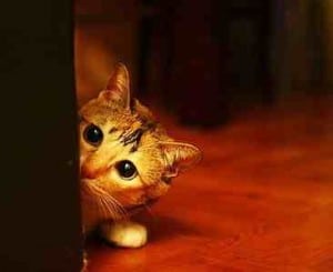 cute worried kitten small 300x245 Health risks: immunizations, vaccinations, and more