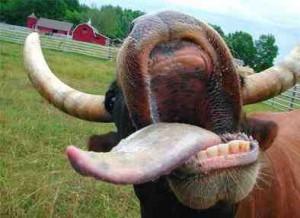 mad cow small 300x218 Health risks: immunizations, vaccinations, and more