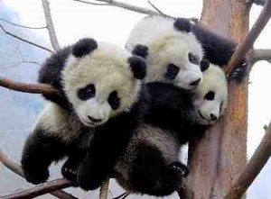 pandas china chengdu small 300x221 Why travel to China?