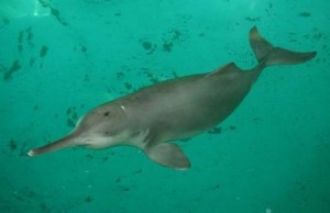 Yangtze river freshwater dolphin