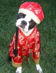 dog-chinese-costume no dogs chinese allowed boston terrier