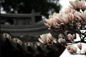 china chinese spring flower