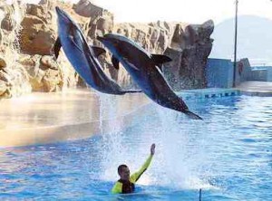 Two dolphins sailing through the air over a dolphin trainer