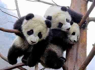 pandas in china 