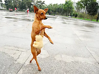A Chinese dog that walks on its hind legs