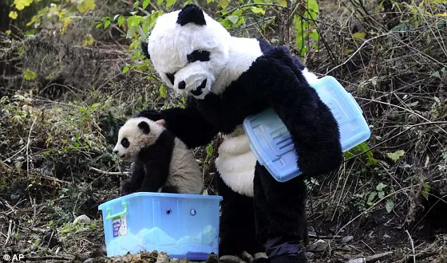 China worker wears a panda suit to help with the pandas in Chengdu.