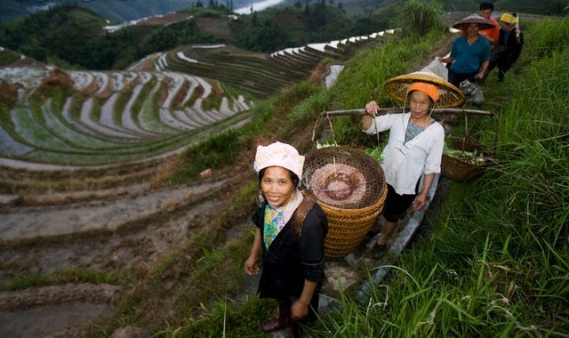 A group of Chinese people working in the rice fields