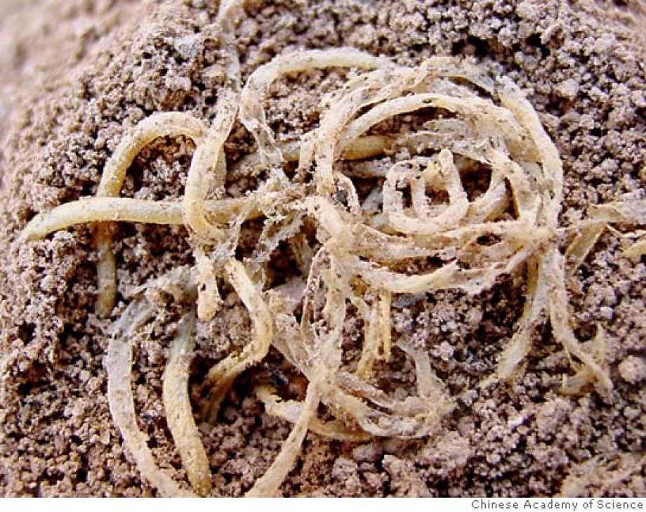 Oldest noodles in China, which are 4000 years old
